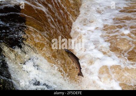 Wild Atlantic Salmon Springen Stainforth Foss auf dem River Ribble in den Yorkshire Dales, Großbritannien. Stockfoto