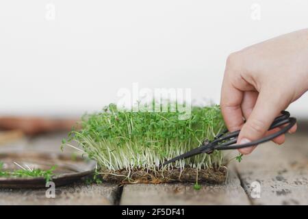 Hände schneiden frische Brunnenkresse Salat Sprossen auf rustikalem Holz. Brunnenkressalat auf Leinenmatte Sprouter, mikrogrün. Anbauen von Mikrogrüns zu Hause. Hydropo Stockfoto