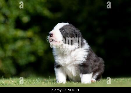 Junge Border Collie Welpen, die ihre ersten Schritte draußen auf einem Rasen mit 4 Wochen alt. North Yorkshire, Großbritannien. Stockfoto
