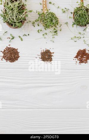 Löffel mit frischen Microgreens Sprossen und Samen auf weißem Holzhintergrund. Rucola, Basilikum, Flachs, Brunnenkresse mikrogrün auf Holz-und Keramiklöffel, t Stockfoto