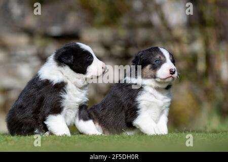 Junge Border Collie Welpen, die ihre ersten Schritte draußen auf einem Rasen mit 4 Wochen alt. North Yorkshire, Großbritannien. Stockfoto