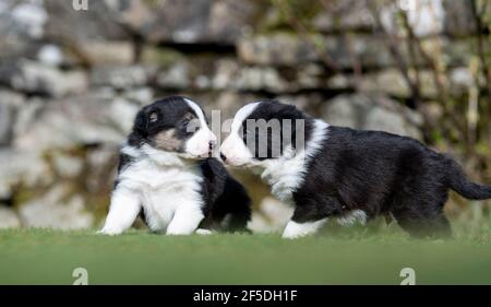 Junge Border Collie Welpen, die ihre ersten Schritte draußen auf einem Rasen mit 4 Wochen alt. North Yorkshire, Großbritannien. Stockfoto