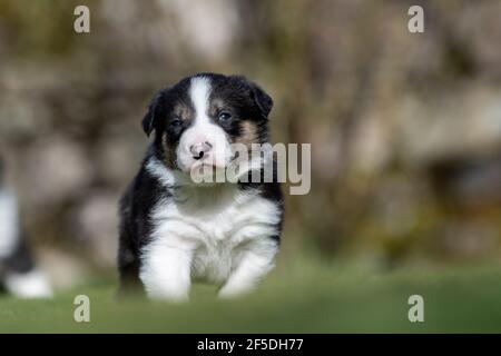 Junge Border Collie Welpen, die ihre ersten Schritte draußen auf einem Rasen mit 4 Wochen alt. North Yorkshire, Großbritannien. Stockfoto