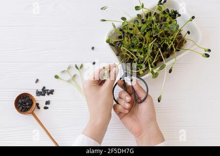 Anbauen von Mikrogrüns zu Hause. Hände schneiden frische Sonnenblumen Sprossen mit einer Schere aus Sprouter auf dem Hintergrund des Löffels mit Samen auf weißem Holz. Sonnenfl Stockfoto