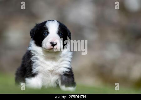 Junge Border Collie Welpen, die ihre ersten Schritte draußen auf einem Rasen mit 4 Wochen alt. North Yorkshire, Großbritannien. Stockfoto