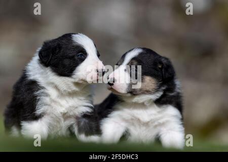 Junge Border Collie Welpen, die ihre ersten Schritte draußen auf einem Rasen mit 4 Wochen alt. North Yorkshire, Großbritannien. Stockfoto