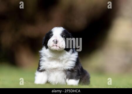 Junge Border Collie Welpen, die ihre ersten Schritte draußen auf einem Rasen mit 4 Wochen alt. North Yorkshire, Großbritannien. Stockfoto