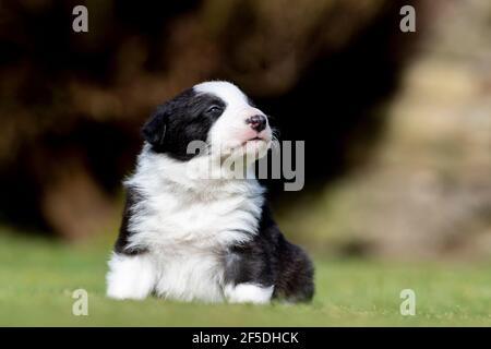 Junge Border Collie Welpen, die ihre ersten Schritte draußen auf einem Rasen mit 4 Wochen alt. North Yorkshire, Großbritannien. Stockfoto