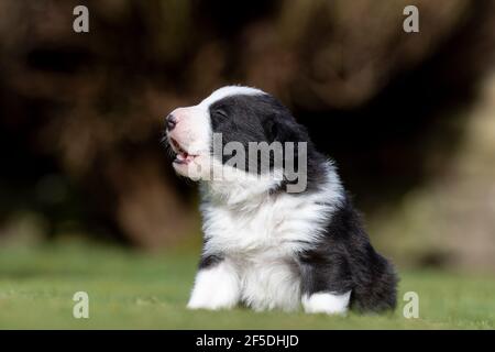 Junge Border Collie Welpen, die ihre ersten Schritte draußen auf einem Rasen mit 4 Wochen alt. North Yorkshire, Großbritannien. Stockfoto