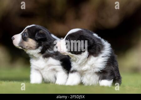 Junge Border Collie Welpen, die ihre ersten Schritte draußen auf einem Rasen mit 4 Wochen alt. North Yorkshire, Großbritannien. Stockfoto