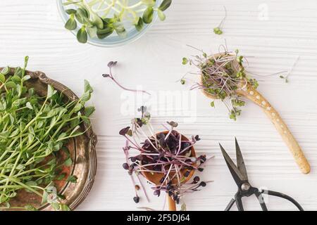 Anbauen von Mikrogrüns zu Hause. Frischer Rotkohl, roter Rettich, Sonnenblumen, grüne Erbsen sprießen auf stilvollen Löffeln und Gläsern, mit Schere auf weißem wo Stockfoto