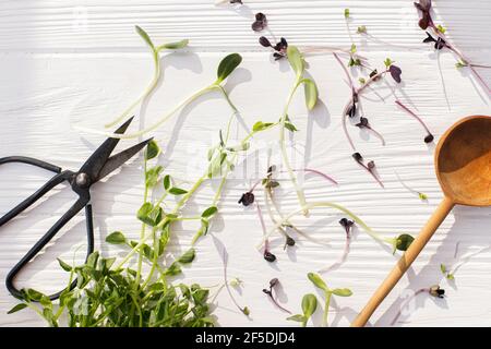 Frischer Rotkohl, roter Rettich, Sonnenblumen, grüne Erbsen sprießen auf weißem Holz mit Löffel und Schere im sonnigen Licht. Anbauen von Mikrogrüns zu Hause. Diffe Stockfoto