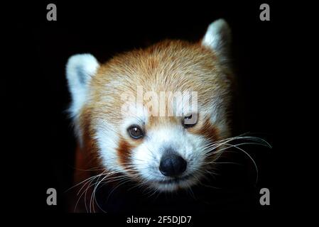 Roter Panda (Ailurus fulgens) isoliert auf schwarzem Hintergrund. Gefährdete Tiere leben im östlichen Himalaya und im Südwesten Chinas. Stockfoto
