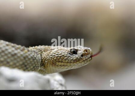 Südamerikanische Klapperschlange (Crotalus durissus unicolor) aus der Nähe. Gefährliche Giftnatter von Aruba. Stockfoto