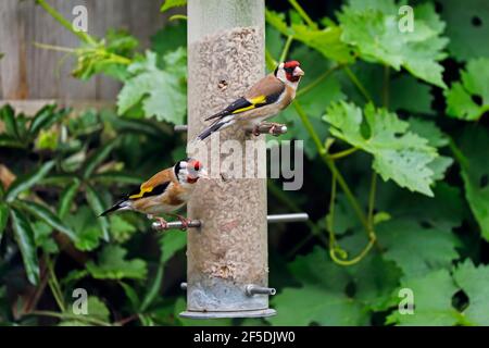 Europäische Goldfinken (Carduelis carduelis) auf dem shörnchensicheren Sonnenblumenkernfutter. Oft paarweise zu sehen; Henley-on-Thames, Oxfordshire, Großbritannien Stockfoto