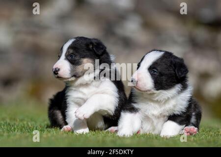 Junge Border Collie Welpen, die ihre ersten Schritte draußen auf einem Rasen mit 4 Wochen alt. North Yorkshire, Großbritannien. Stockfoto