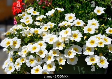 Hintergrund der weißen Petunia Surfinia Blumen Stockfoto