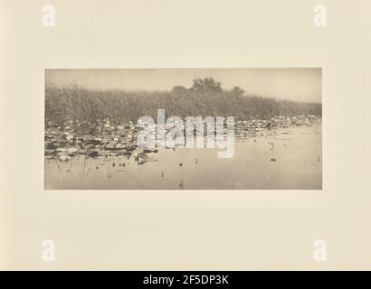 Seerosen. Peter Henry Emerson (Brite, geb. Kuba, 1856 - 1936) Stockfoto