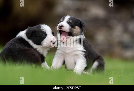 Junge Border Collie Welpen, die ihre ersten Schritte draußen auf einem Rasen mit 4 Wochen alt. North Yorkshire, Großbritannien. Stockfoto