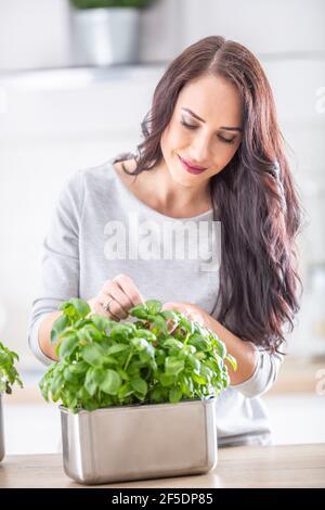 Junge Brünette Frau hält und riecht schöne grüne Basilikum in Ihre Küche Stockfoto