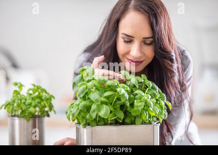 Junge Brünette Frau hält und riecht schöne grüne Basilikum in ihrer Küche. Stockfoto