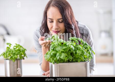 Junge Brünette Frau hält und riecht schöne grüne Basilikum in ihrer Küche. Stockfoto