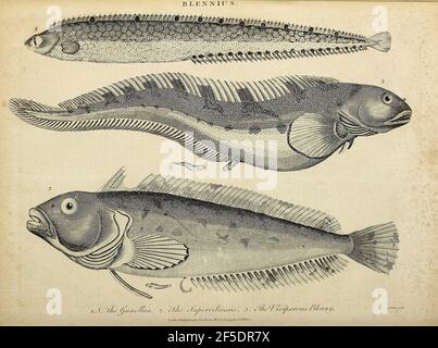 Blennius [Blennius ist eine Gattung der Kammzahn Blenny in der Familie Blenniidae. Zu seinen Mitgliedern gehören Blennius ocellaris, der Schmetterling blenny]. Kupferstich aus der Encyclopedia Londinensis oder, Universal Dictionary of Arts, Sciences, and literature; Band III; herausgegeben von Wilkes, John. Veröffentlicht 1810 in London Stockfoto