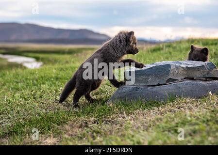 Arctic fox Cub Stockfoto