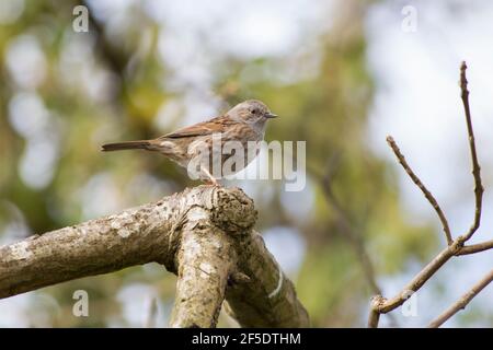 Dunnock im Frühling Stockfoto