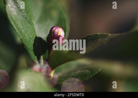 Dunkelrosa Blütenknospe eines Zitronenbaums (Citrus limon). Nahaufnahme, Makrofotografie mit weichem Bokeh-Hintergrund. Stockfoto