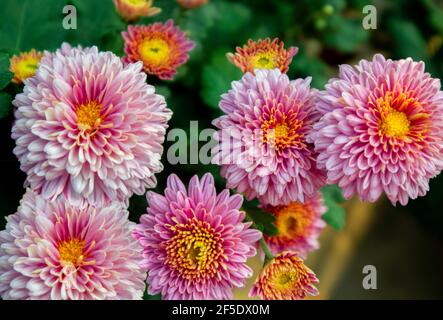 Schöne dahlien Blumen Stockfoto