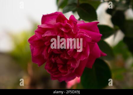 Schöne rote und rosa Rose Blume . Stockfoto
