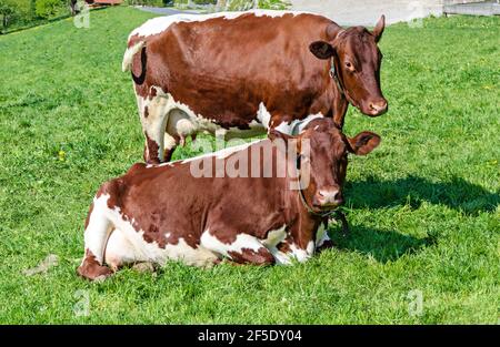 Zwei Kühe auf einer grünen Wiese. Pinzgauer Rinder auf grüner Weide neben einem Bauernhof im Frühling. Rasse von Hausrindern aus dem Pinzgau, Österreich. Stockfoto