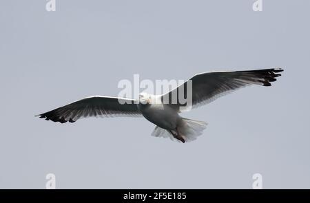 Weiße Möwe, die am Himmel fliegt. Flug der Möwe. Nahaufnahme. Selektiver Fokus. Stockfoto