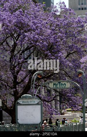 Mexiko-Stadt, Mexiko. März 2021, 25th. MEXIKO-STADT, MEXIKO - MÄRZ 25: Der Eintritt der mexikanischen U-Bahn mit einer Landschaft von Jacaranda-Bäumen im Hintergrund, auf der Alameda Central, dem ältesten öffentlichen Garten des amerikanischen Kontinents. Am 25. März 2021 in Mexiko-Stadt, Mexiko. (Foto von Eyepix/Sipa USA) Quelle: SIPA USA/Alamy Live News Stockfoto