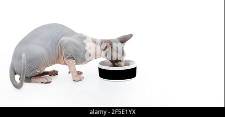 Sphynx Katze essen in einer weißen und schwarzen Schale. Isoliert auf weißem Hintergrund Stockfoto