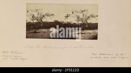 Pão Imburana perto de Piranhas. Stereoskopische Ansicht eines am Straßenrand wachsenden Kostenerstattungsbaums. (Recto, Montierung) unten links, in schwarzer Tinte: 'Arbre Imburana / bordant le chemin / prËs d'Olho d'Agua.'; untere Mitte, unterhalb des Bildes, in schwarzer Tinte: 'Nein 147. P„o Imburana perto de Piranhas'; unten rechts, in schwarzer Tinte: 'Baum Imberana am / Straßenrand bei Olha d'agua.'; Stockfoto