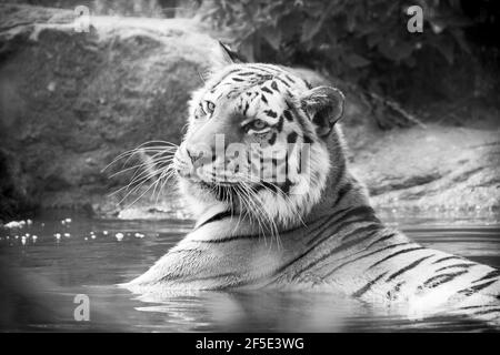 Bengalische Tigerin liegt im Wasser mit Kopf nach oben und schaut weg von der Kamera im Paradise Wildlife Park, Broxbourne Stockfoto