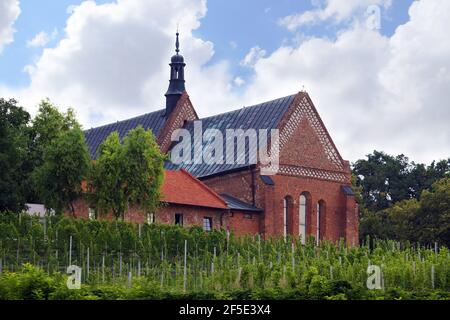 Sandomierz. Polen. Weinberg rund um die Kirche des heiligen Jakobus. Stockfoto