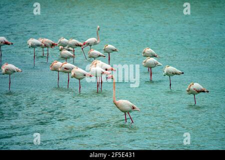 Flamingos auf den Salinas, Salzpfannen an der beliebten Touristendestination Calpe, Costa Blanca, Spanien Stockfoto