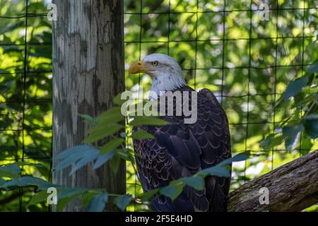 Flache Schärfentiefe Aufnahme eines Adlers im Zoo vor dem Netz. Stockfoto