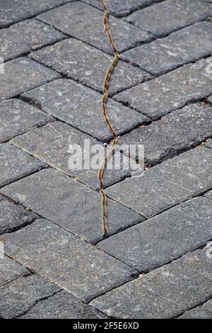 Linie von Pine processionary Raupen Kreuzung Straße an der beliebten touristischen Destination Calpe, Calp, Costa Blanca, Spanien Stockfoto