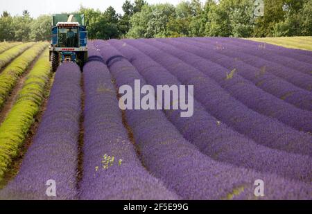 Landwirt Charlie Byrd erntet Lavendel auf seiner Farm in Snowshill, Gloucestershire. Die jährliche Ernte der duftenden Ernte, die vor Ort verarbeitet wird, um ihr Öl zu extrahieren, wird durch das Wetter bestimmt - was trockene Bedingungen erfordert. Die temperamentvollen Bedingungen in diesem Sommer haben die Farm zu maximaler Ernte während der sonnigen Zeiten gezwungen, mit allen Kulturen bis Freitag geerntet werden. Foto von Adam Gasson Stockfoto