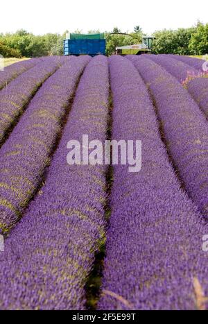 Landwirt Charlie Byrd erntet Lavendel auf seiner Farm in Snowshill, Gloucestershire. Die jährliche Ernte der duftenden Ernte, die vor Ort verarbeitet wird, um ihr Öl zu extrahieren, wird durch das Wetter bestimmt - was trockene Bedingungen erfordert. Die temperamentvollen Bedingungen in diesem Sommer haben die Farm zu maximaler Ernte während der sonnigen Zeiten gezwungen, mit allen Kulturen bis Freitag geerntet werden. Foto von Adam Gasson Stockfoto