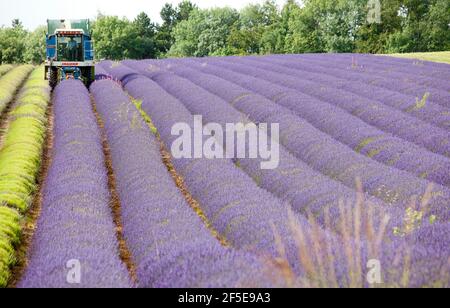 Landwirt Charlie Byrd erntet Lavendel auf seiner Farm in Snowshill, Gloucestershire. Die jährliche Ernte der duftenden Ernte, die vor Ort verarbeitet wird, um ihr Öl zu extrahieren, wird durch das Wetter bestimmt - was trockene Bedingungen erfordert. Die temperamentvollen Bedingungen in diesem Sommer haben die Farm zu maximaler Ernte während der sonnigen Zeiten gezwungen, mit allen Kulturen bis Freitag geerntet werden. Foto von Adam Gasson Stockfoto