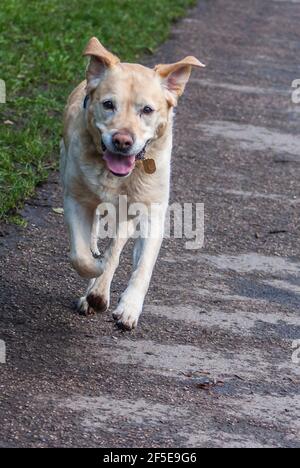 Auf den goldenen labrador-Hund der Kamera zulaufend. Stockfoto