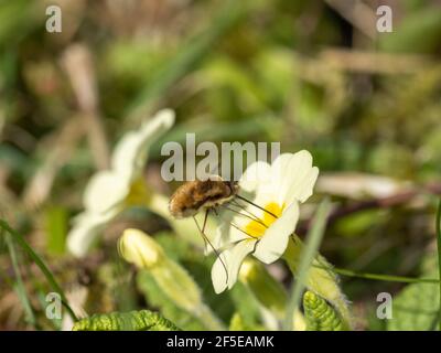 Bienen Fliegen Sie auf einer gemeinsamen Primrose im Frühling Stockfoto