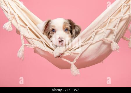 Cute Grenze Collie Welpe liegt in einer Hängematte Blick auf Die Kamera auf einem rosa Hintergrund Stockfoto