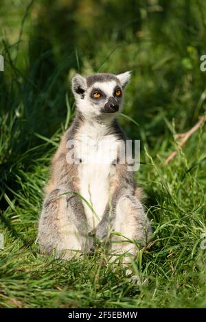 Ein Ring tailed Maki im Gras sitzen und genießen Die Sonne Stockfoto