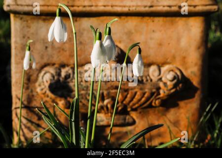 Einige der berühmten Schneeglöckchen in der St. Botolph’s Church, Swyncombe - beliebt bei Besuchern im Februar; Swyncombe, Ewelme, Oxon, Großbritannien Stockfoto